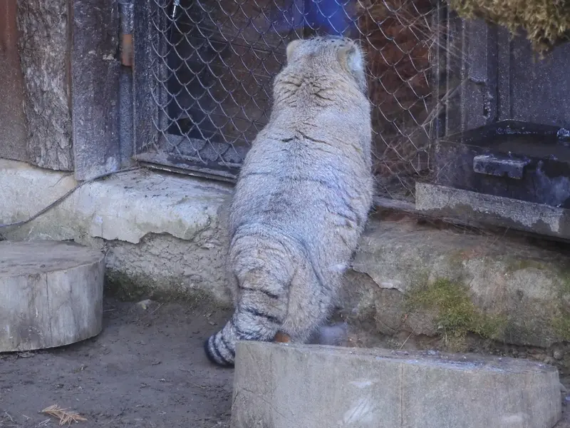 A photograph of a Pallas's cat