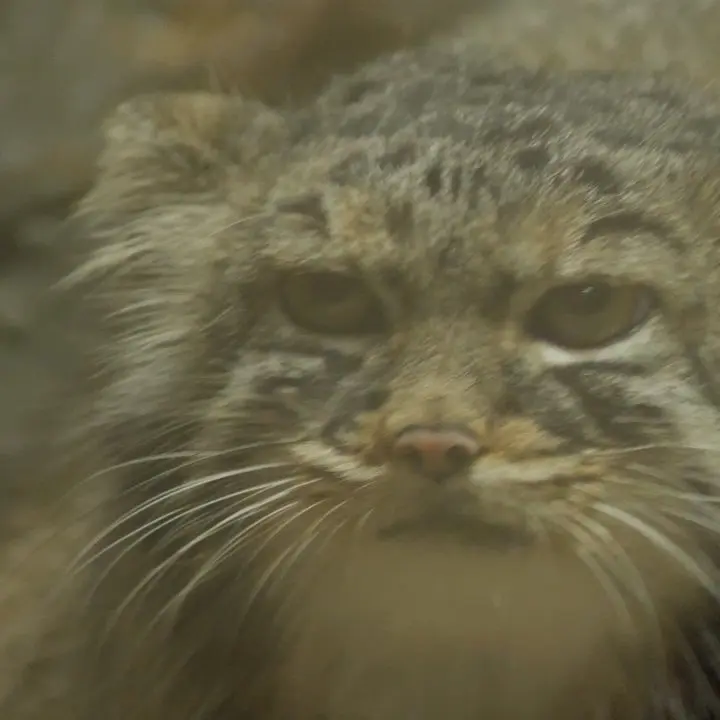 A photograph of Shafran in Ueno Zoological Gardens