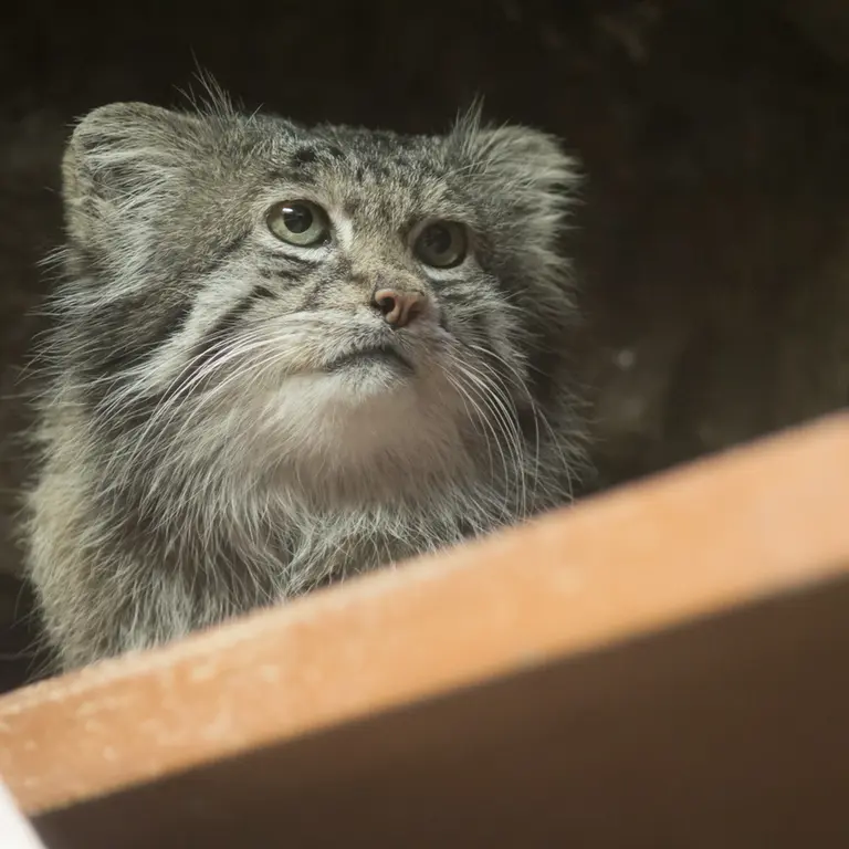 A photograph of Klyon in Ueno Zoological Gardens