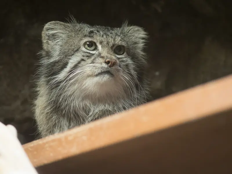 A photograph of Klyon in Ueno Zoological Gardens