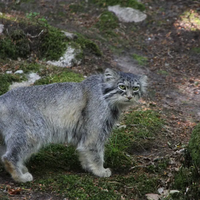 A photograph of Qatti-Matti in Nordens Ark