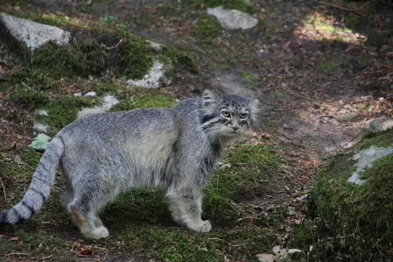 A photograph of Qatti-Matti in Nordens Ark