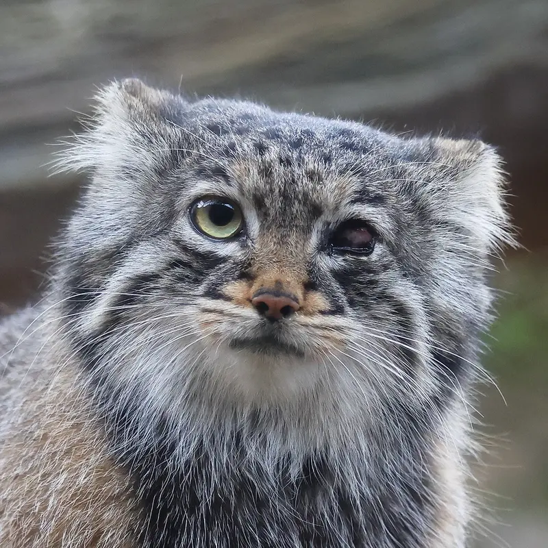 Abrikos the Pallas's cat from Nasu Animal Kingdom