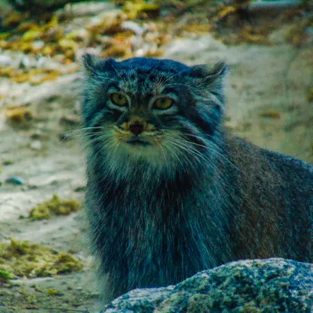 A photograph of Olive in Pueblo Zoo
