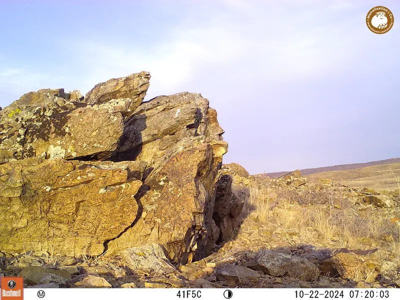 A photograph of a Pallas&#039;s cat from Karashoky camera trap