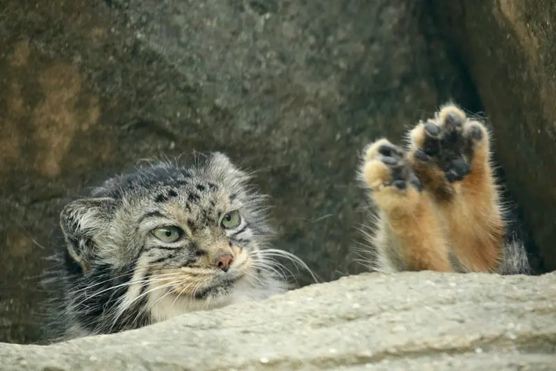 A photograph of a Pallas's cat
