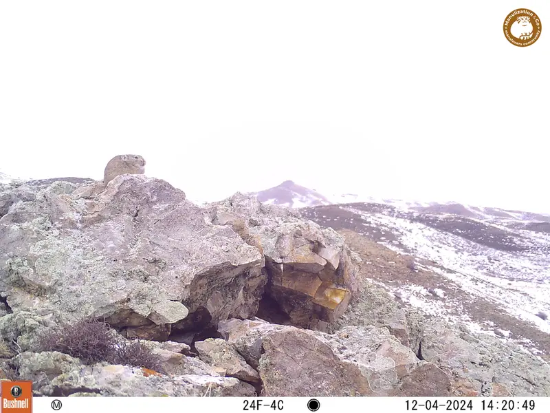 A photograph of Pika from Besshoky 1 camera trap