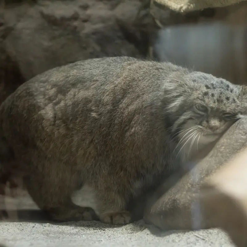 A photograph of Klyon in Ueno Zoological Gardens