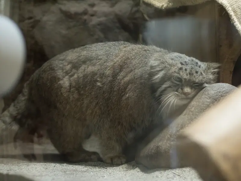 A photograph of Klyon in Ueno Zoological Gardens