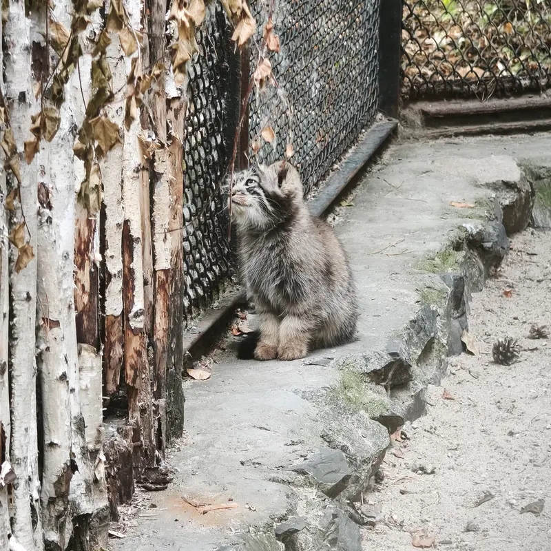 A photograph of Kitten of Adele b.2026 Ⅰ in Novosibirsk Zoo