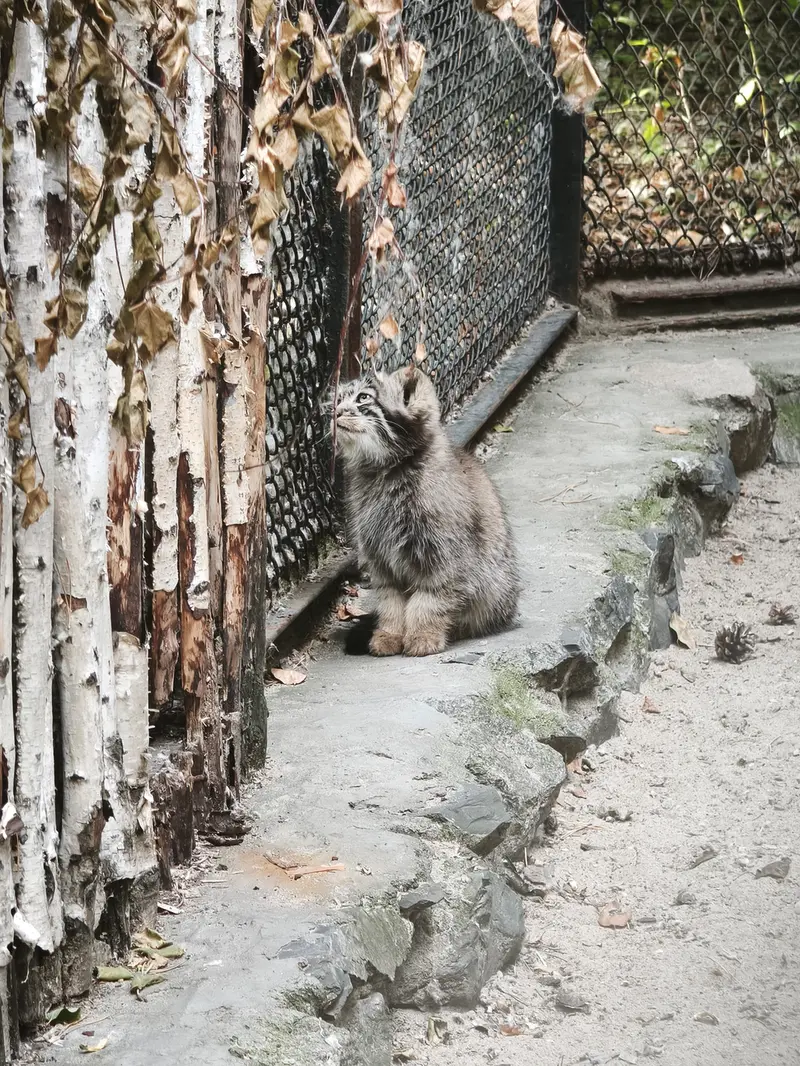 A photograph of Kitten of Adele b.2026 Ⅰ in Novosibirsk Zoo