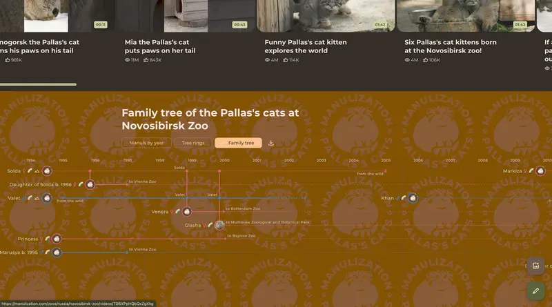 A photograph of a Pallas's cat
