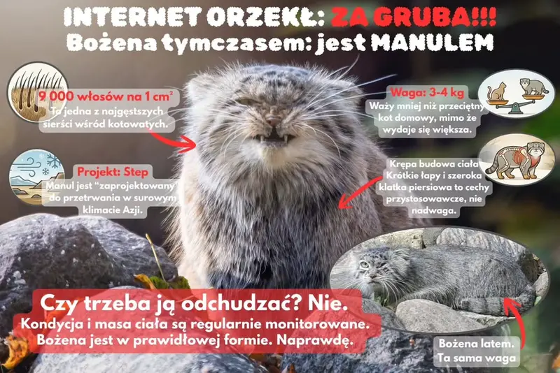 Internet deemed Bożenka fat. Zoo Poznań responds.