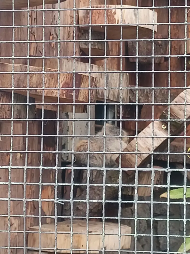 A photograph of a Pallas's cat