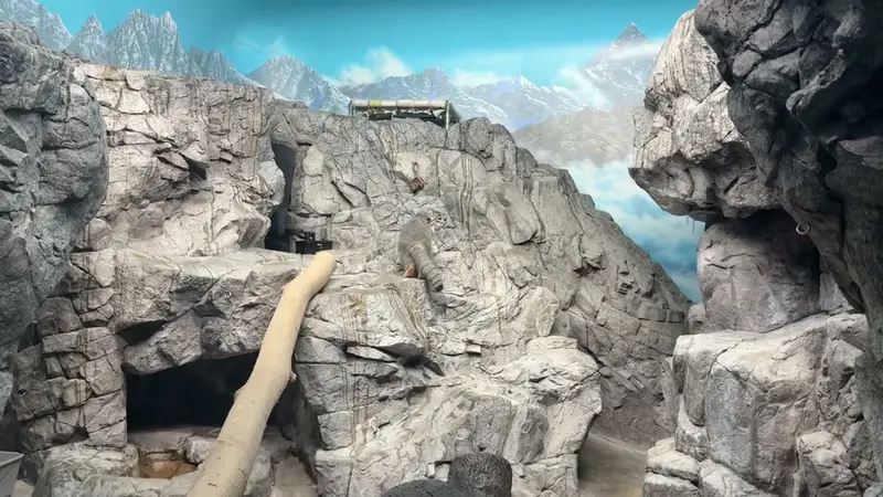 A video of Mushu in Cincinnati Zoo