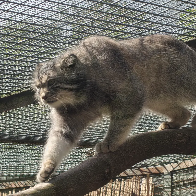 A photograph of Akiko in Edinburgh Zoo