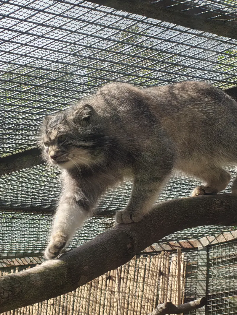 A photograph of Akiko in Edinburgh Zoo