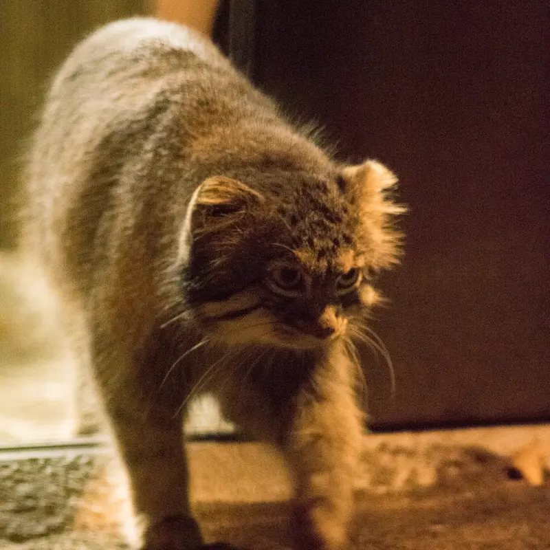 A photograph of Figa in Nogeyama Zoo
