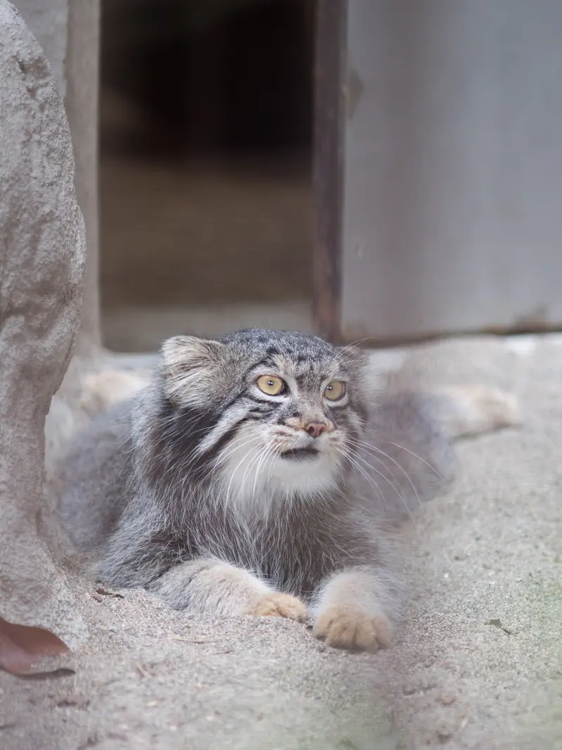 A photograph of Figa in Nogeyama Zoo
