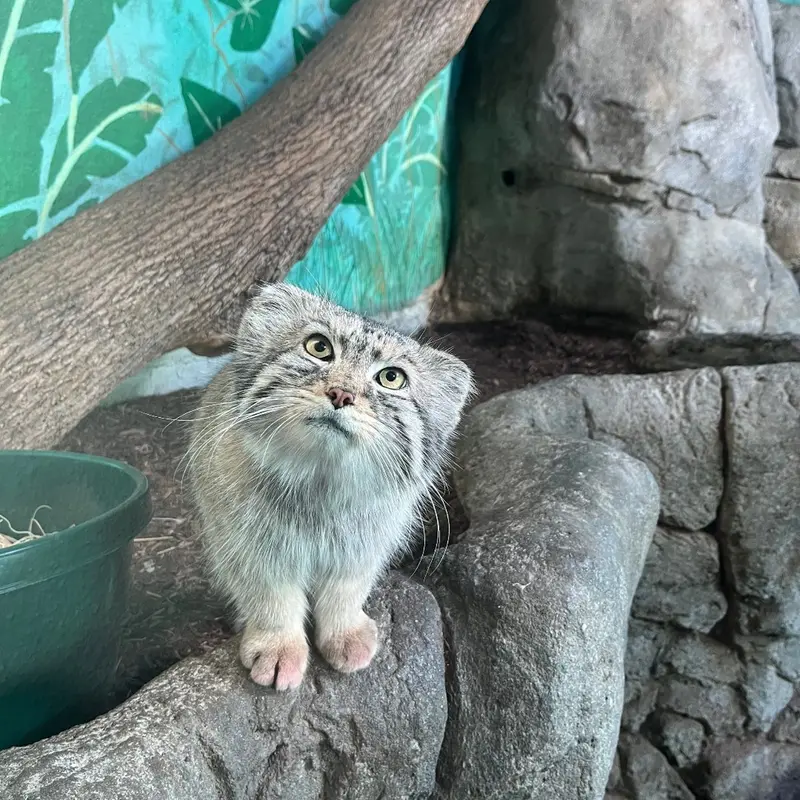 A photograph of Perseus in Birmingham Zoo