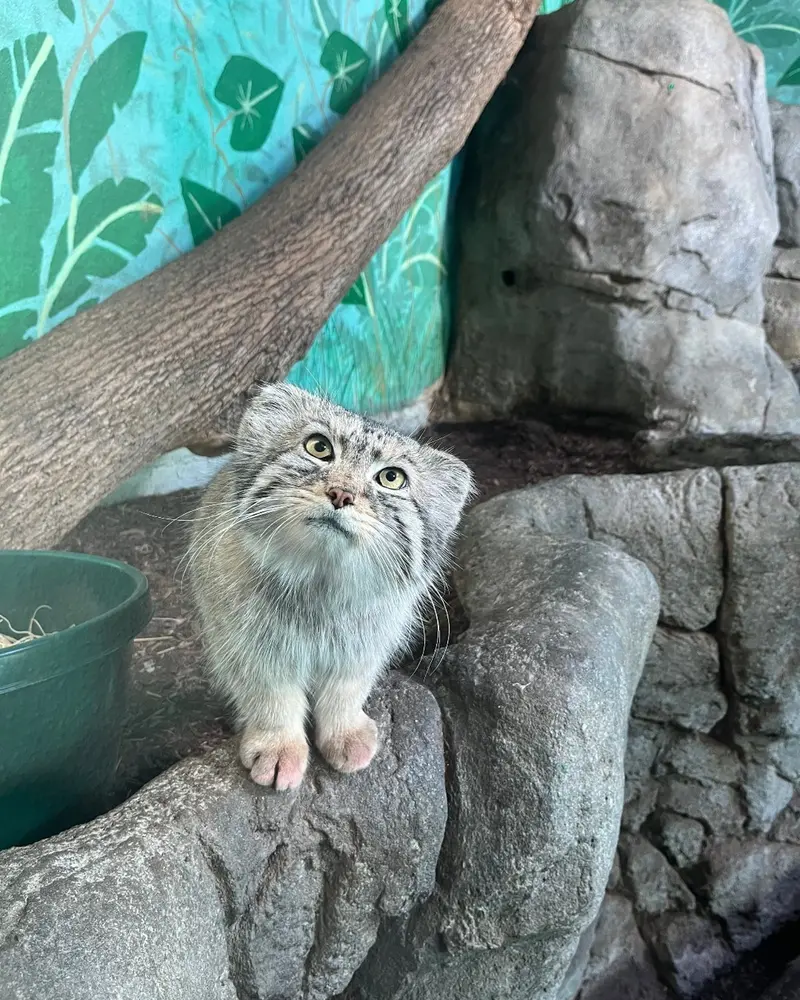 A photograph of Perseus in Birmingham Zoo
