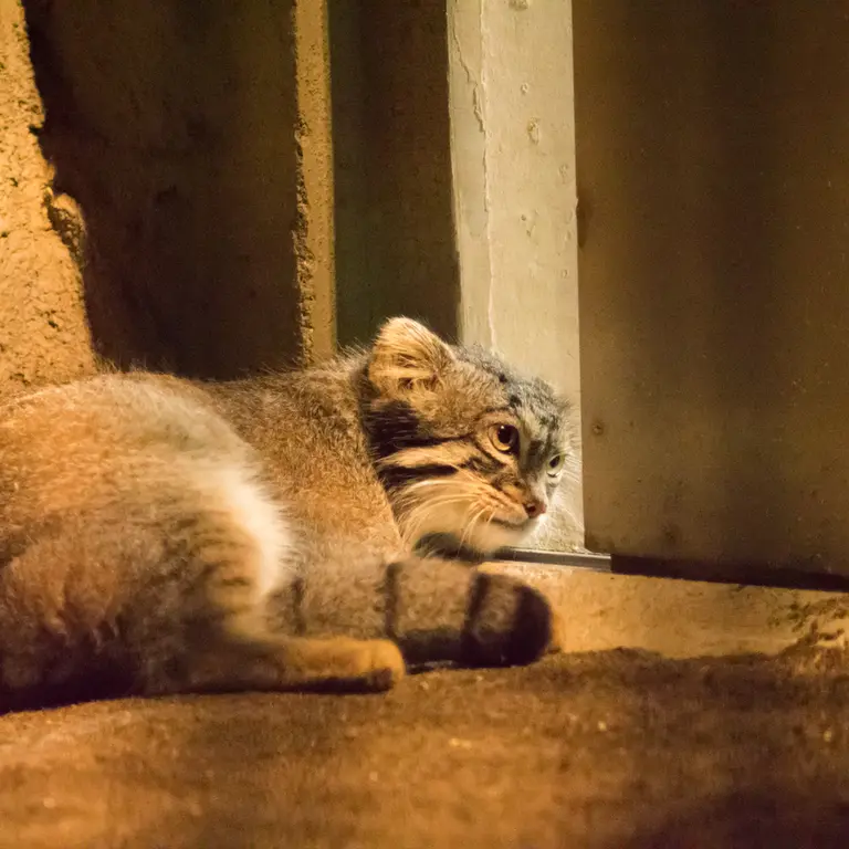 A photograph of Figa in Nogeyama Zoo