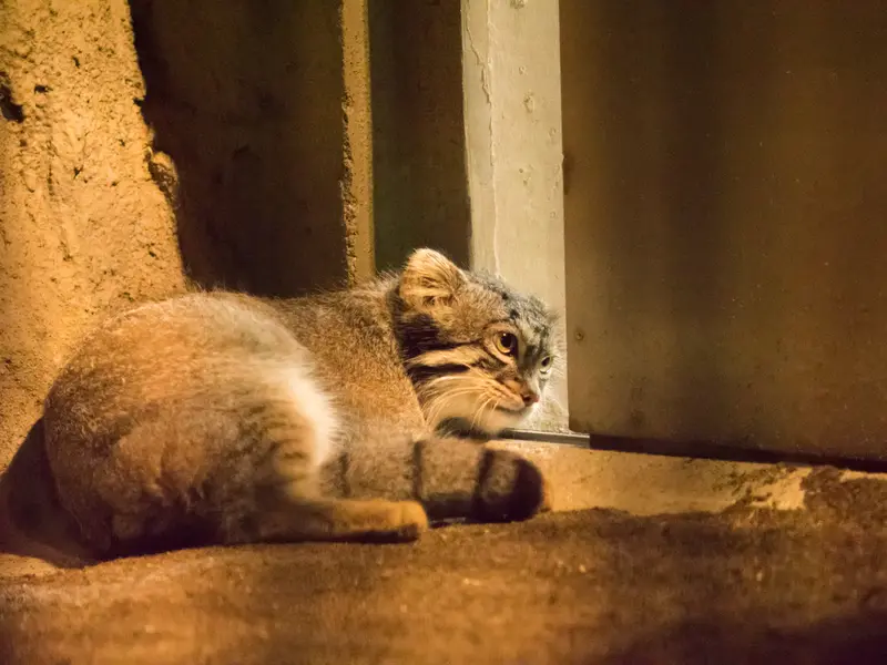 A photograph of Figa in Nogeyama Zoo