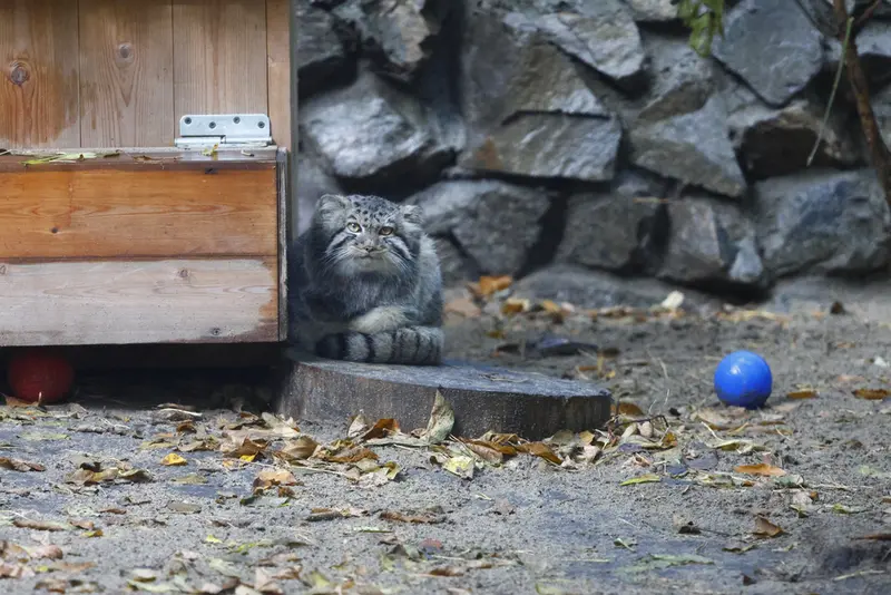 A photograph of a Pallas's cat in Novosibirsk Zoo