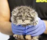 A photograph of a Pallas's cat