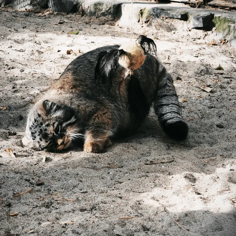 A photograph of George in Novosibirsk Zoo