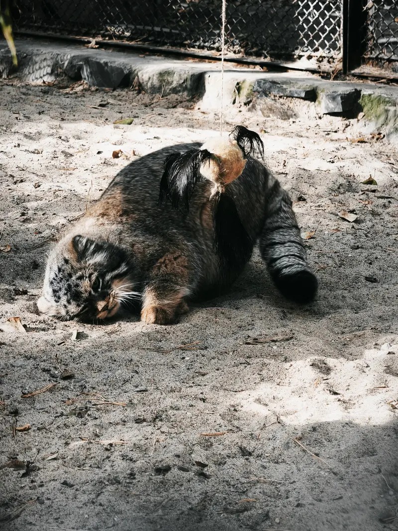A photograph of George in Novosibirsk Zoo