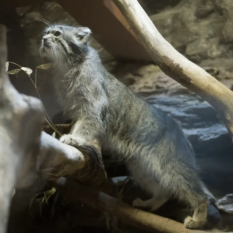 A photograph of Klyon in Ueno Zoological Gardens