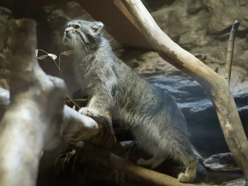 A photograph of Klyon in Ueno Zoological Gardens
