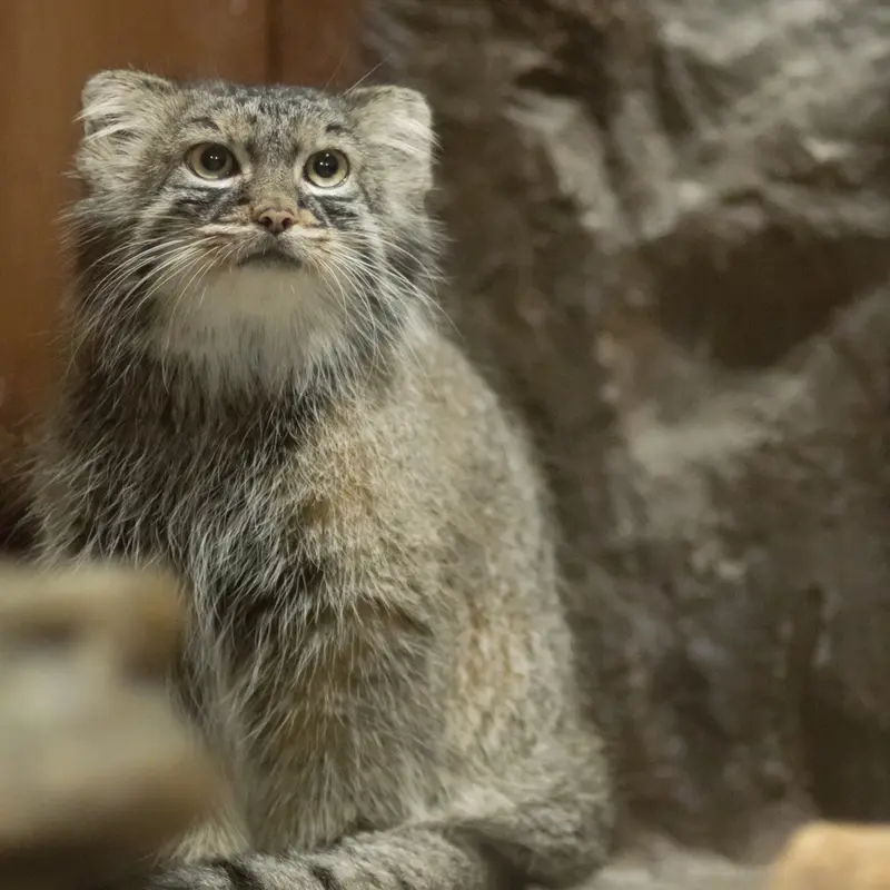 A photograph of Shafran in Ueno Zoological Gardens