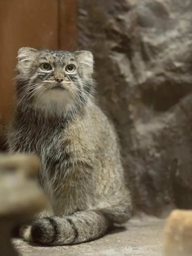 A photograph of Shafran in Ueno Zoological Gardens