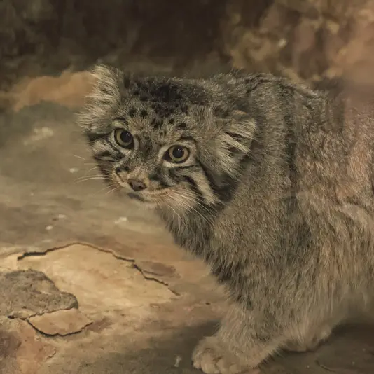 A photograph of Naim in Ueno Zoological Gardens