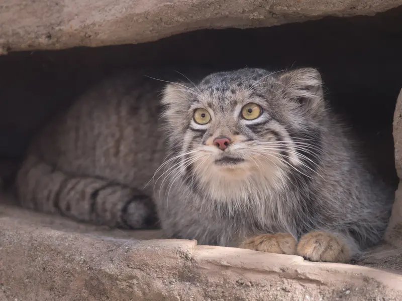 A photograph of Oto in Saitama Children's Zoo