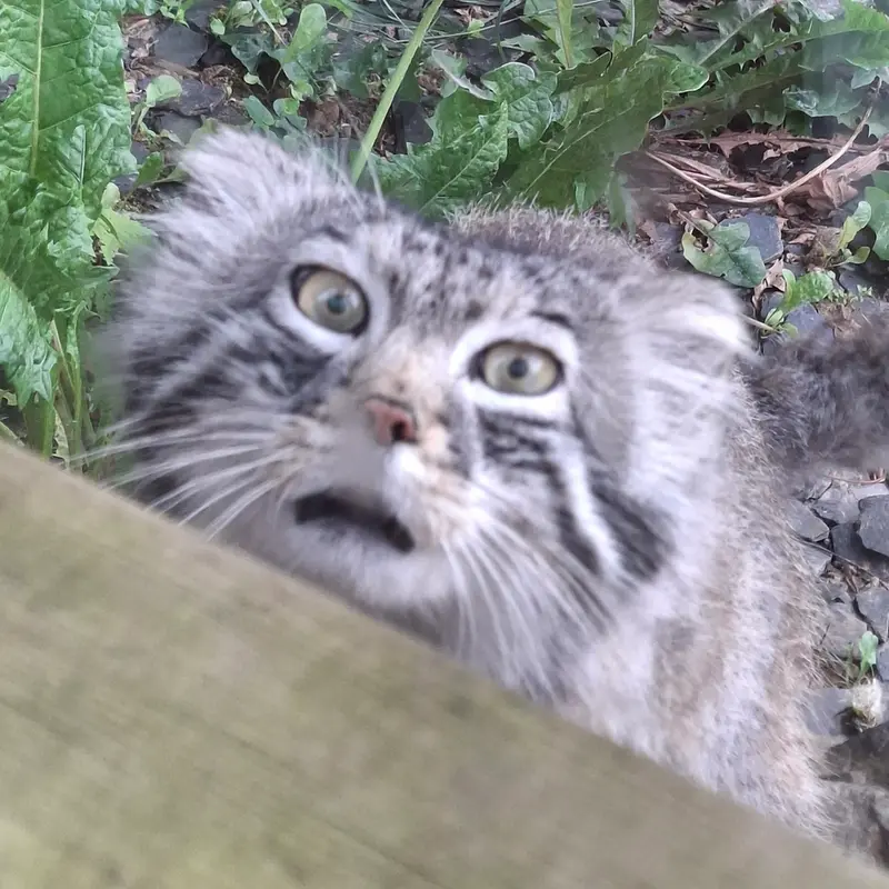 A photograph of Altai in Tregomeur Zoo