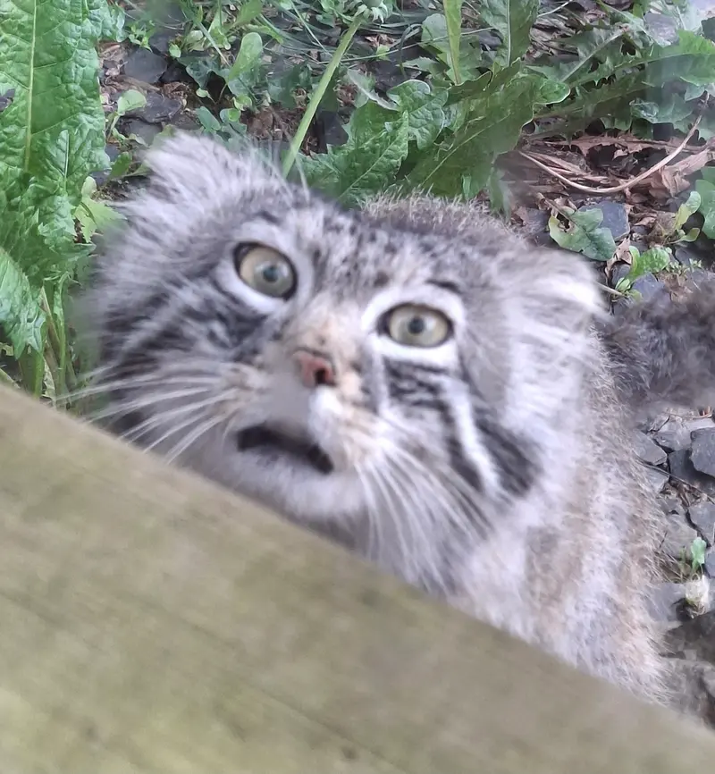 A photograph of Altai in Tregomeur Zoo