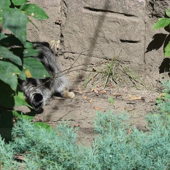 A photograph of a Pallas's cat in Moscow zoo