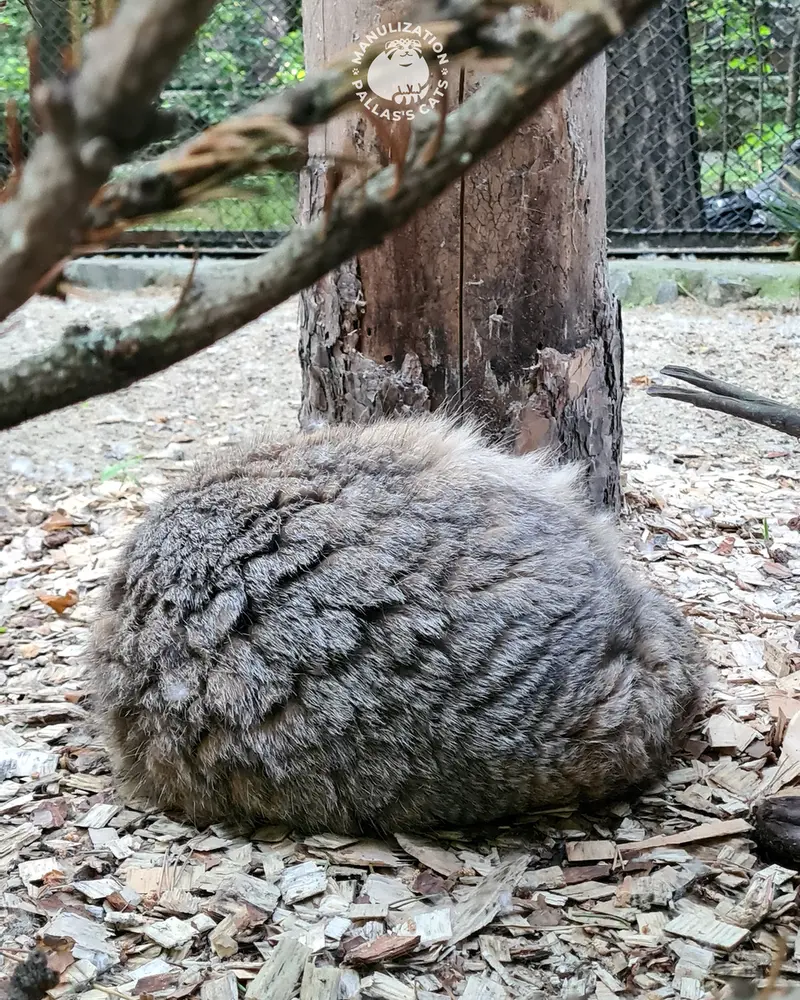 A photograph of Zelenogorsk in Novosibirsk Zoo