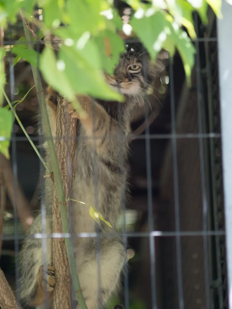 A photograph of Hide in Asahiyama Zoo