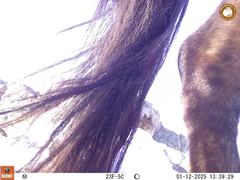 A photograph of Horse from Besshoky 1 camera trap