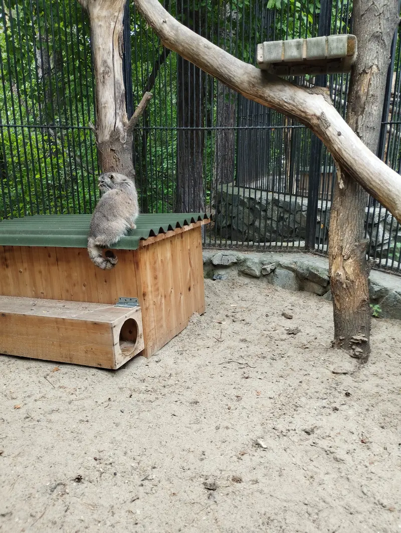 A photograph of a Pallas's cat in Novosibirsk Zoo