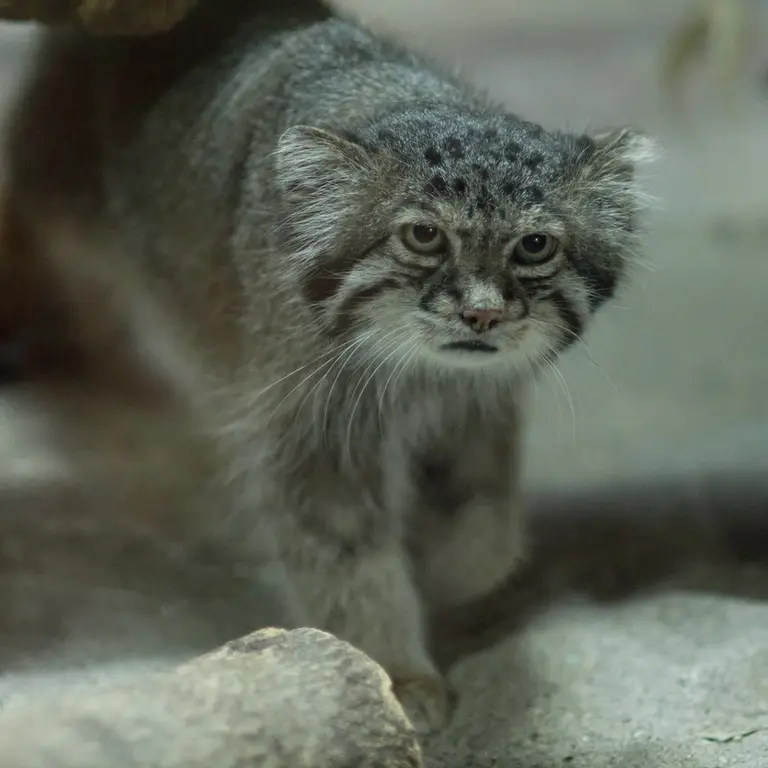 A photograph of Klyon in Ueno Zoological Gardens