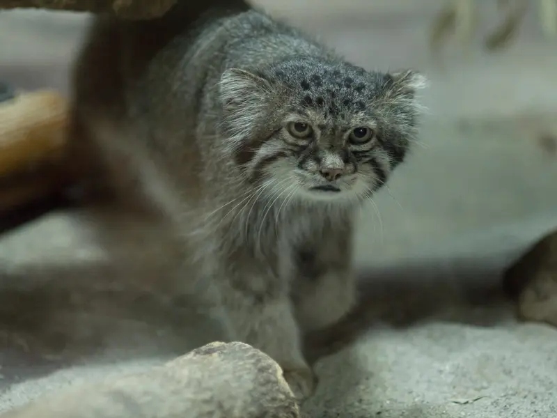A photograph of Klyon in Ueno Zoological Gardens