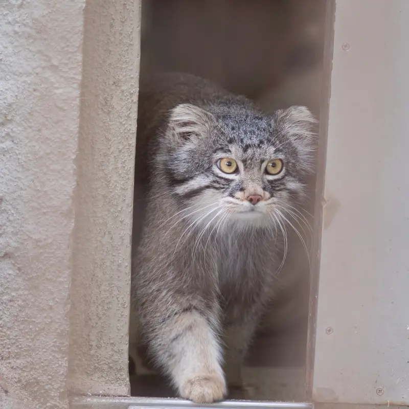A photograph of Figa in Nogeyama Zoo