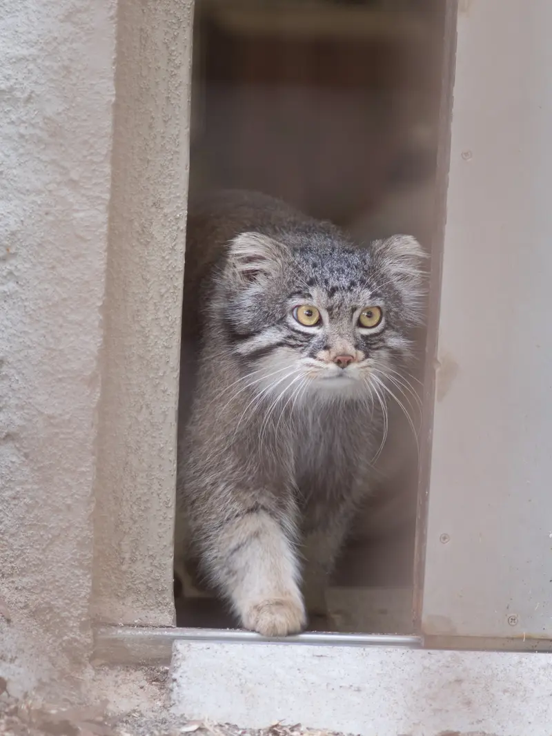 A photograph of Figa in Nogeyama Zoo
