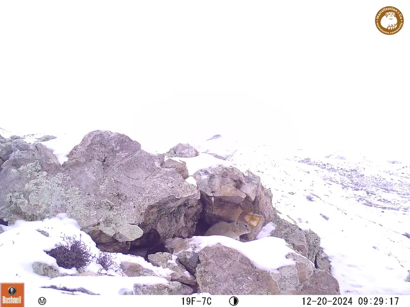 A photograph of Pika from Besshoky 1 camera trap