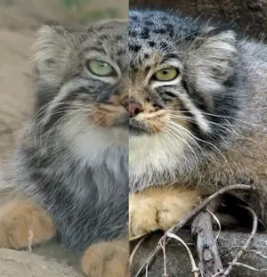 A photograph of a Pallas's cat